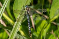 Brachytron pratense