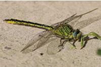 Gomphus pulchellus