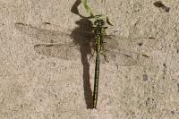 Gomphus pulchellus