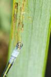 Lestes dryas