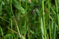 Calopteryx splendens
