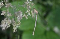 Platycnemis pennipes