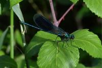 Calopteryx splendens