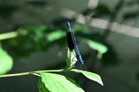 Calopteryx splendens