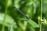 Platycnemis pennipes