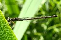 Ischnura elegans