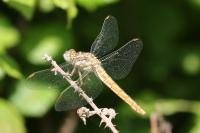 Orthetrum brunneum