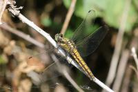 Orthetrum cancellatum
