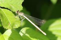 Platycnemis pennipes
