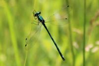 Lestes dryas