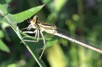 Platycnemis pennipes