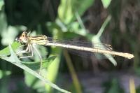 Platycnemis pennipes