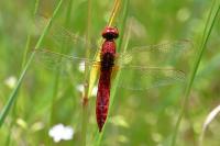 Crocothemis erythraea