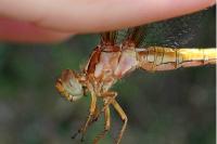 Orthetrum coerulescens