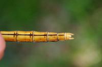 Orthetrum coerulescens
