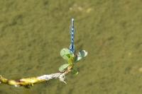 Erythromma lindenii