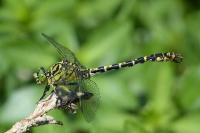 Onychogomphus forcipatus