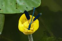 Calopteryx splendens