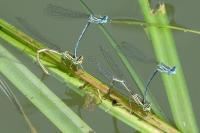 Platycnemis pennipes