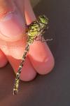 Onychogomphus forcipatus