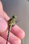 Onychogomphus forcipatus