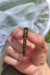 Orthetrum albistylum