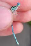 Platycnemis pennipes