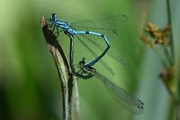 Coenagrion puella