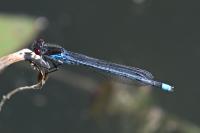 Erythromma najas