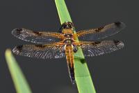 Libellula quadrimaculata