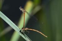 Platycnemis acutipennis