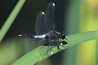 Leucorrhinia caudalis
