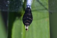 Leucorrhinia caudalis