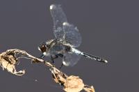 Leucorrhinia caudalis