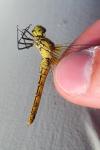 Sympetrum sanguineum