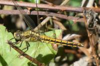 Orthetrum cancellatum