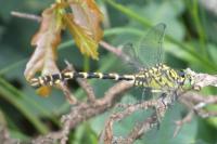 Onychogomphus forcipatus