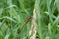 Orthetrum albistylum