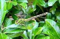 Ophiogomphus cecilia