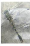 Onychogomphus forcipatus