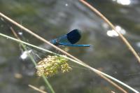 Calopteryx splendens