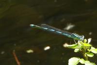 Erythromma lindenii