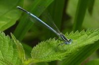 Platycnemis pennipes