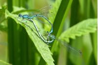 Coenagrion puella