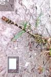 Onychogomphus forcipatus