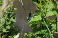 Calopteryx splendens