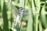 Orthetrum cancellatum