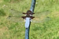 Libellula depressa