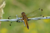 Libellula fulva