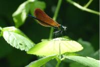 Calopteryx virgo